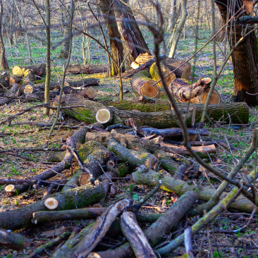 Illegal activities | Forest Stewardship Council™